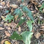 Smilax canariensis Leaf