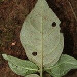 Hymenocoleus libericus Hoja