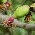 Chaenomeles speciosa ফল