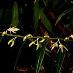 Dendrobium crassifolium फूल