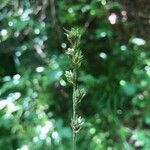 Carex muricata Цвят