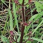 Scrophularia auriculataFlower