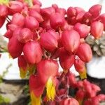 Kalanchoe gastonis-bonnieri Flor