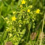 Potentilla supina Φύλλο