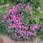 Oxalis articulata Otro