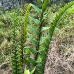 Nephrolepis abrupta Leaf