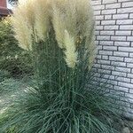 Cortaderia selloana Lapas