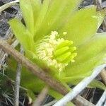 Echinocereus viridiflorus Цветок