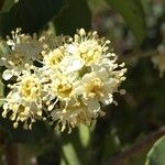 Prunus ilicifolia ফুল