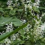 Plectranthus ecklonii Flower