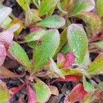 Arctous alpina Hoja