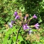 Lactuca alpina Flor