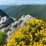 Genista delphinensis Blüte