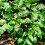 Psychotria biaristata List