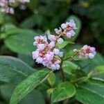 Koenigia campanulata Flower