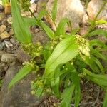 Tradescantia virginianaFolio