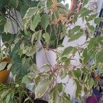 Ficus benjaminaNatur