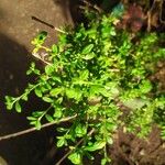 Lippia micromera Лист