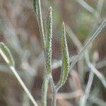 Xeranthemum cylindraceum Hoja