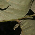 Microdesmia arborea Blatt