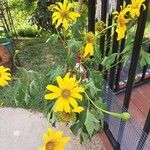 Tithonia diversifoliaFlower