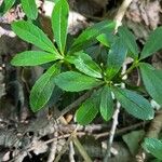 Chimaphila umbellata Blad