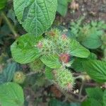 Acalypha aristata Flor