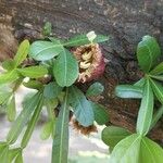 Crescentia alata Flor