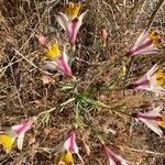 Alstroemeria pulchra Λουλούδι