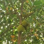 Artocarpus integer Fruit