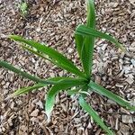 Eremurus himalaicus Blatt