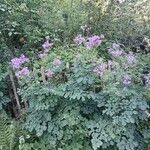 Thalictrum aquilegiifoliumFlower