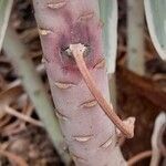 Euphorbia characias Bark