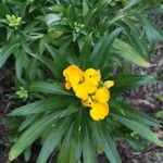 Fourraea alpina Kvet