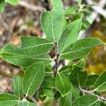 Salix glauca Leaf