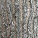 Phytolacca dioica 树皮