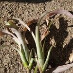 Tillandsia paucifolia Frunză