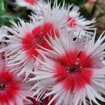 Dianthus chinensis Квітка