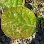 Bergenia ciliata ഇല