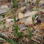 Hypericum australe Habit