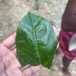 Casearia decandra Hoja