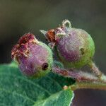 Amelanchier utahensis 果實