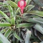 Billbergia pyramidalis Blüte