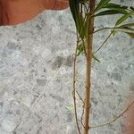 Volkameria heterophylla 树皮