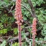 Pterospora andromedea Flower