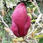 Magnolia liliiflora Blomst