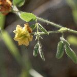 Anthyllis circinnata Flower