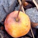 Malus × floribunda Fruit