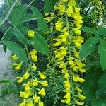 Laburnum alpinumЛист