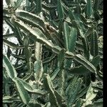 Euphorbia cooperi Corteza